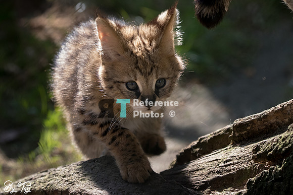 Serval kitten