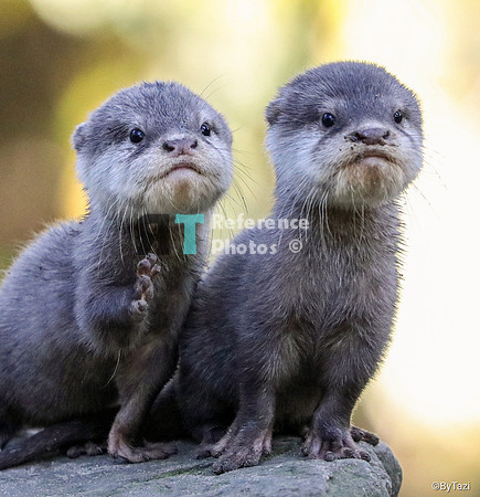 Asian small-clawed otter