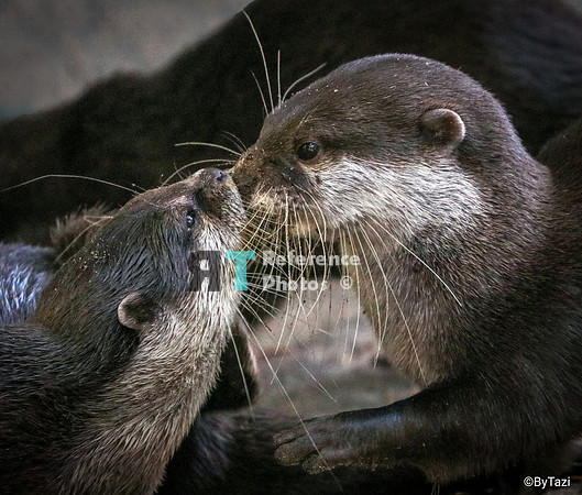 Asian small-clawed otter kiss