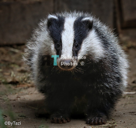 Young Badger