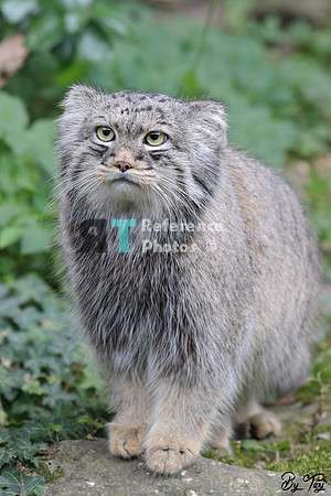 Manul or pallas cat
