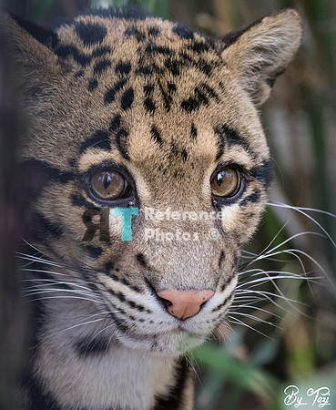 Clouded leopard