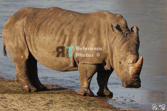 White rhino