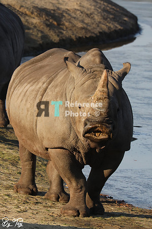 White rhino