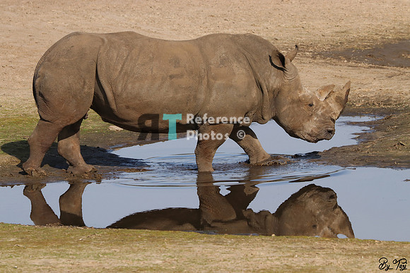 White rhino