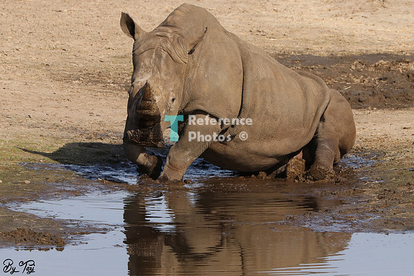 White rhino