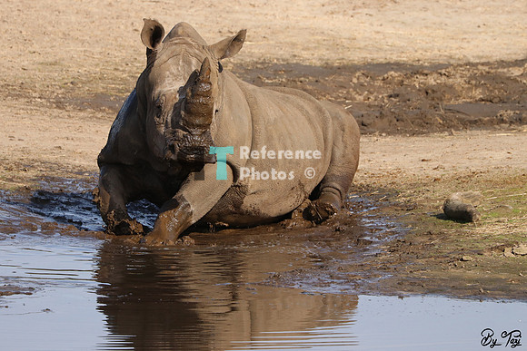 White rhino