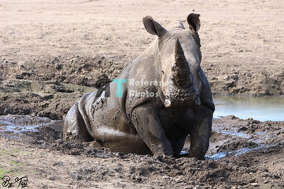 White rhino