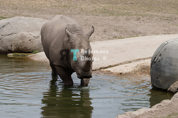 White rhino
