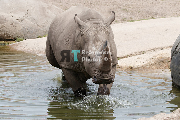 White rhino