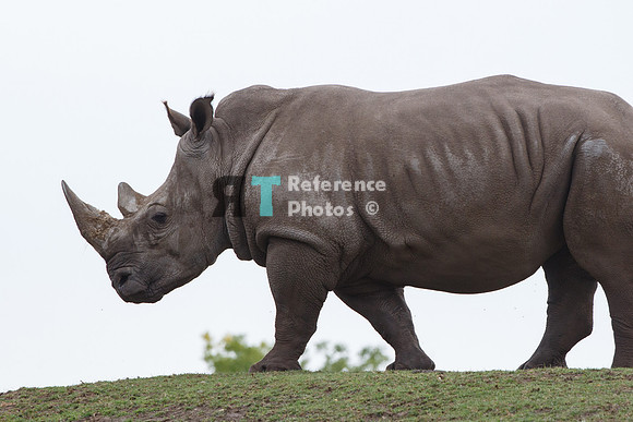 White rhino