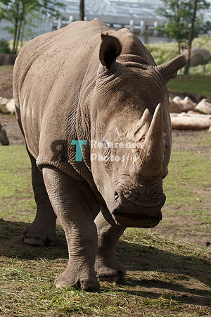 White rhino