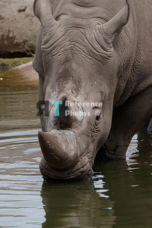 White rhino