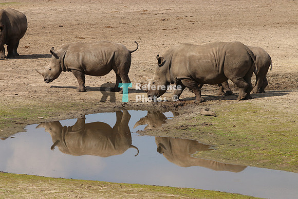 White rhino