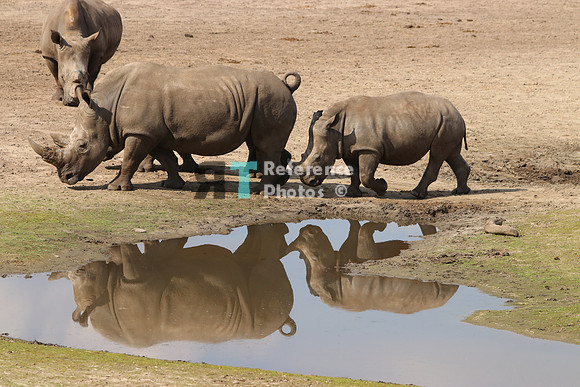 White rhino