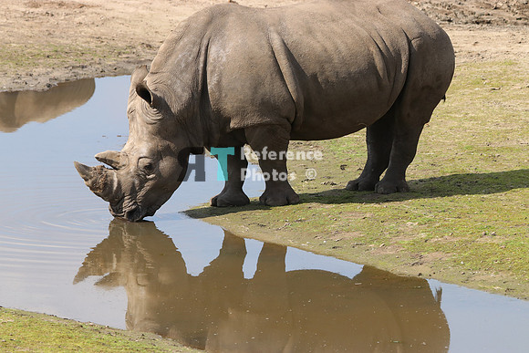 White rhino