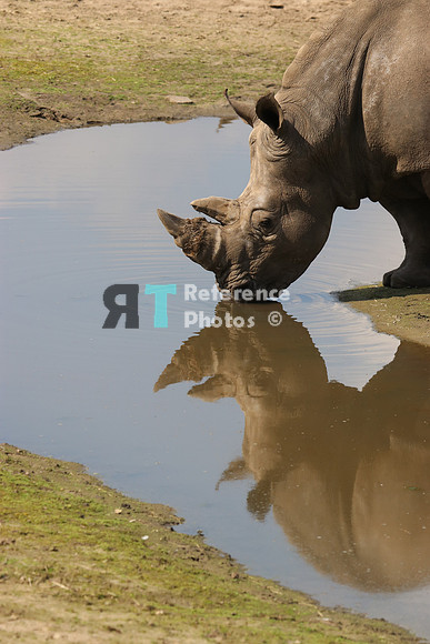 White rhino