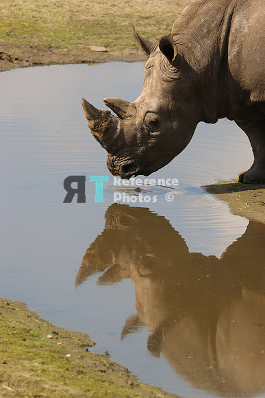 White rhino