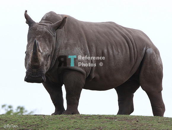 White rhino