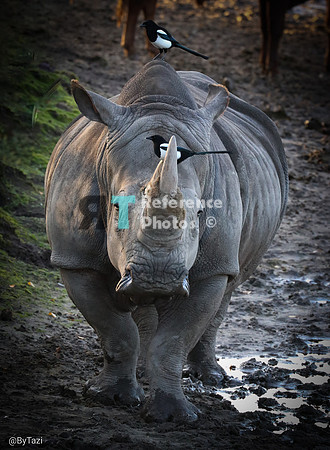 White rhino