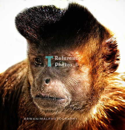 Golden-bellied capuchin