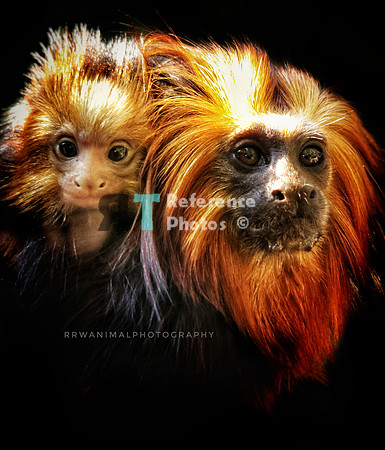 Golden-headed lion tamarin