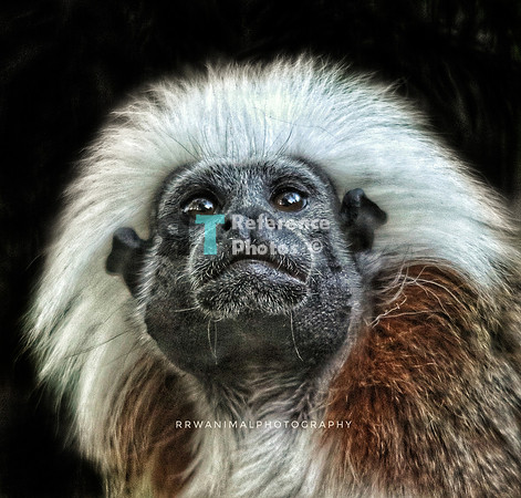 Small monkey