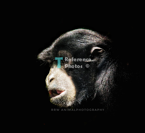monkey