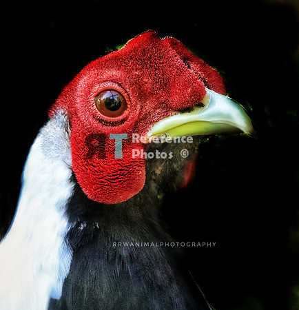 Silver Pheasant