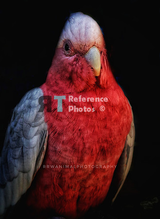 Rose-Breasted Cockatoo
