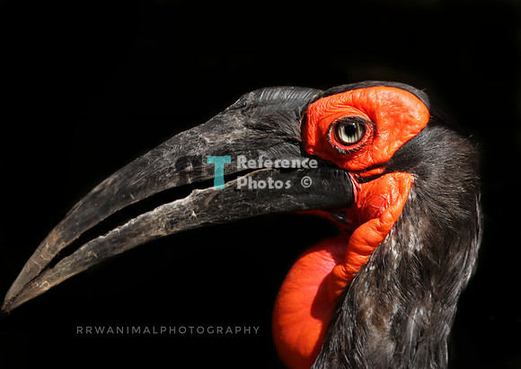Southern Hornbill
