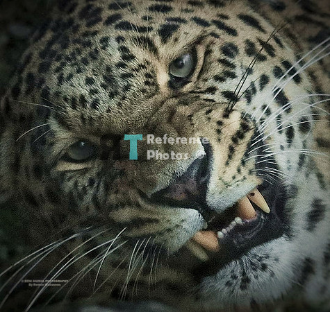 Persian leopard