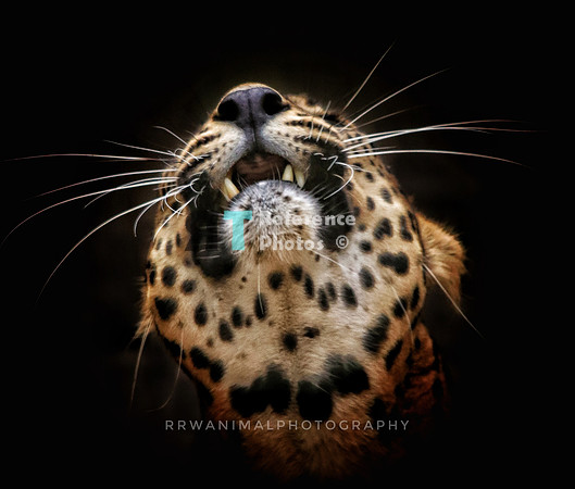 Sri lanka leopard