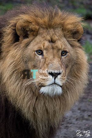 African lion