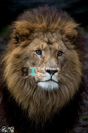 African lion