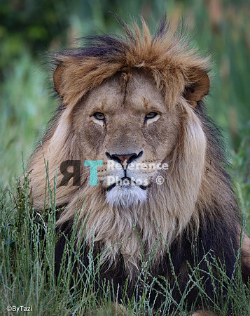 African lion