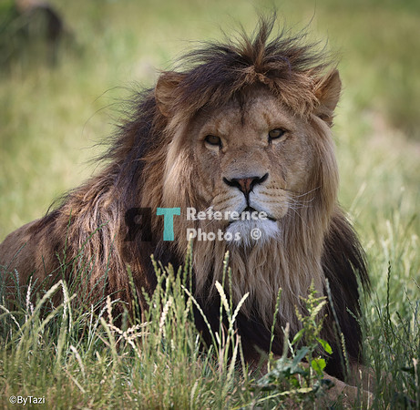 African lion