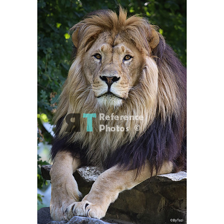 African lion