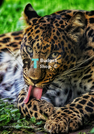 Leopard