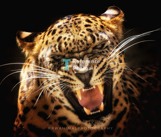 Sri lanka leopard