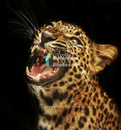 Sri lanka leopard