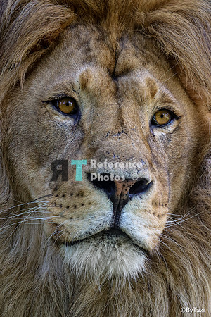 African lion
