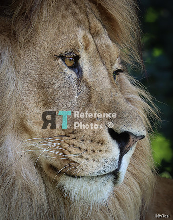 African lion