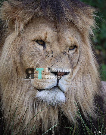African lion