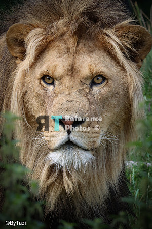 African lion