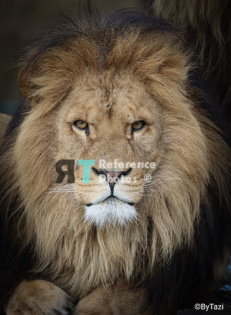 African lion