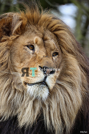 African lion