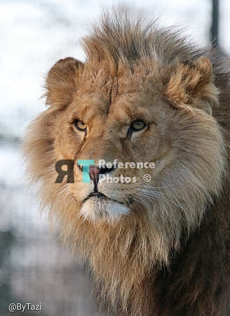 African lion