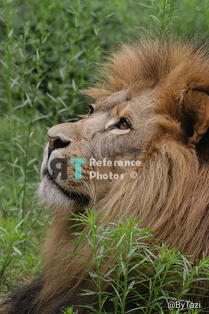 African lion profile