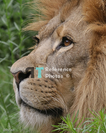 African lion profile